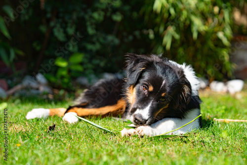 Nelly - Australian Shepherd Welpe kaut Blatt