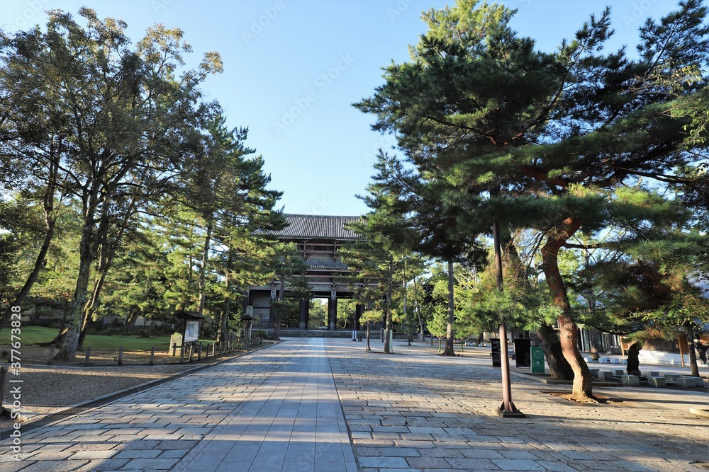 Obraz premium 早朝の奈良公園