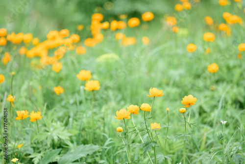 Beautiful flowers blooming in spring day.