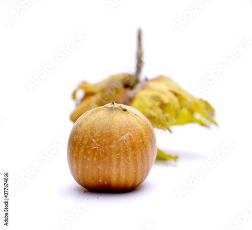 whole organic hazelnut on izolated white background photo