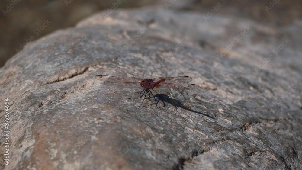 Dragonfly perched on rock next to a reservoir Dragonfly perched on rock next to a reservoir