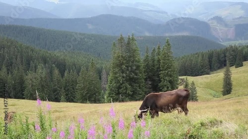 grazing cows on mountain slopes, cow grazing on top of a mountain, grazing cows on a mountain meadow,  alpine cows, switzerland, swiss cows