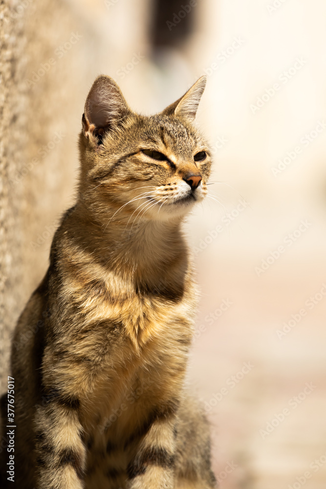Obraz premium Portrait of a cute Kotor cat standing in the sun