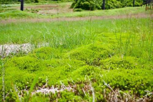 The green plant like moss on the mountain.