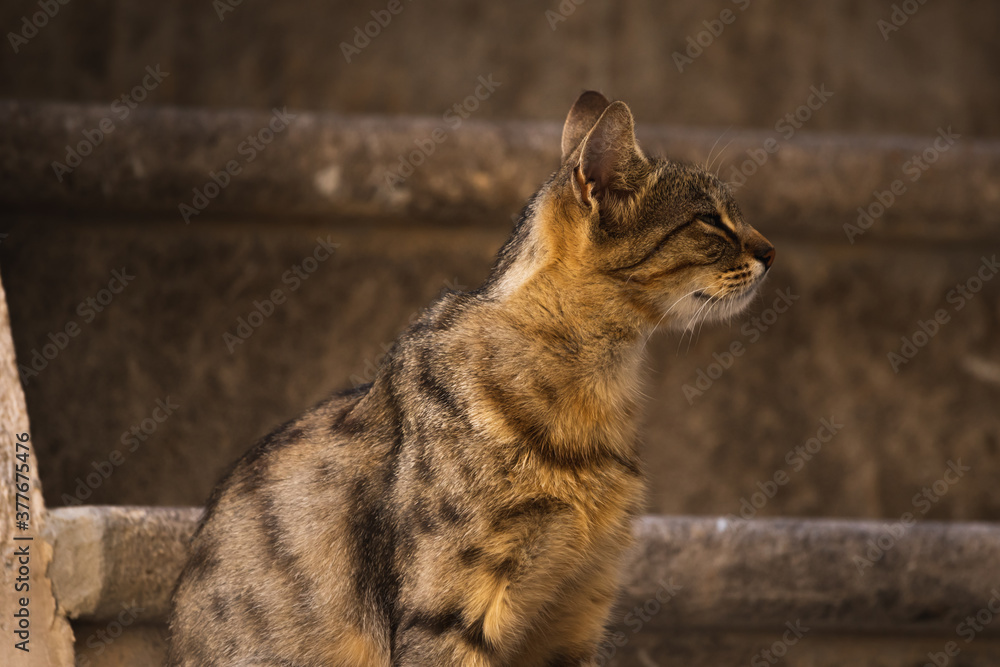 Naklejka premium Tabby cat in profile, a very beautiful photo on a nice simple background