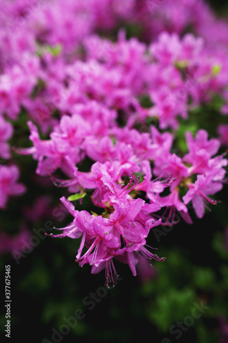 Flores