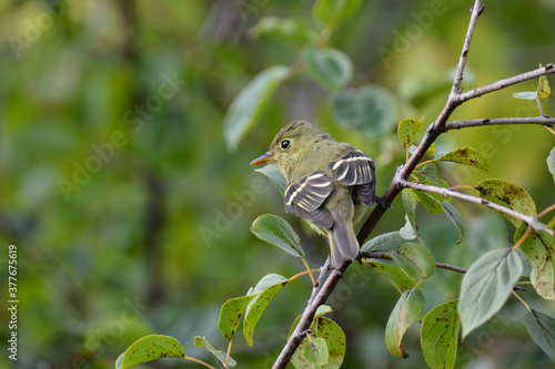 Yellow-bellied Flycatcher photo