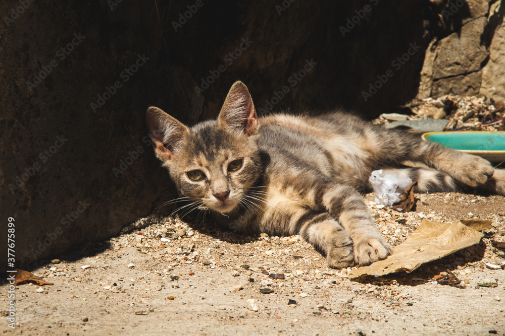 A small kitten in the dust lies and bask in the sun, a portrait of Kotor animals A small kitten in the dust lies and bask in the sun, a portrait of Kotor animals