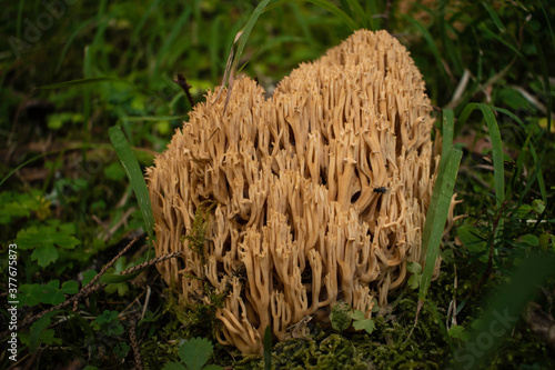 Gorgeous coral mushroom in the deep woods of Rila mountain, Bulgaria.