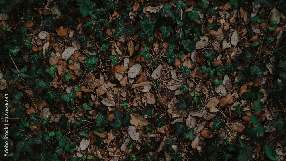Background of autumn leaves and sticks Background of autumn leaves and sticks