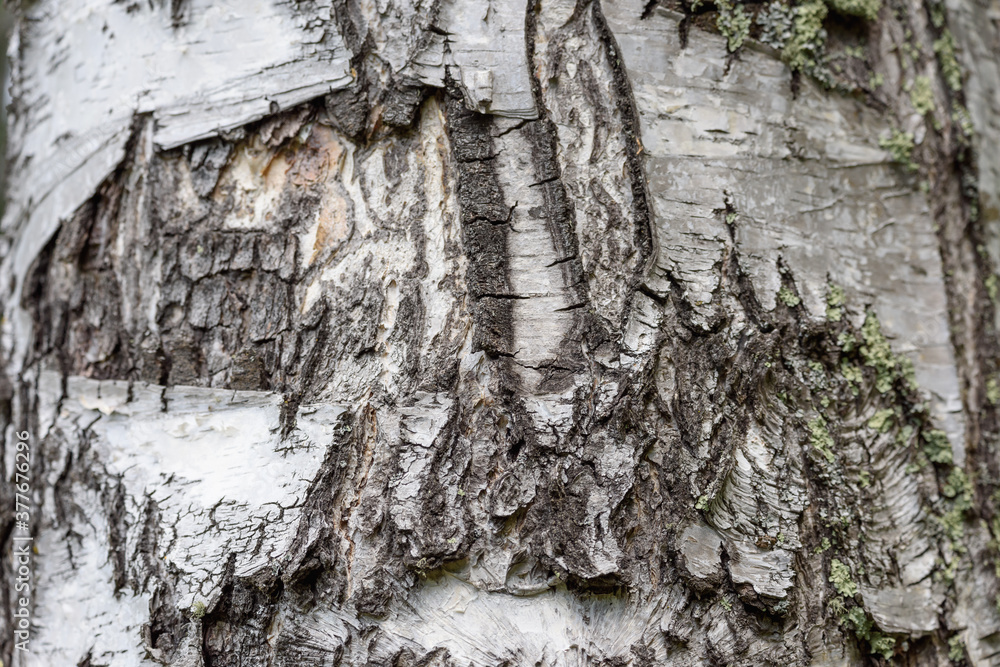 Bark of pine tree growing in taiga forest. Bark of pine tree growing in taiga forest.