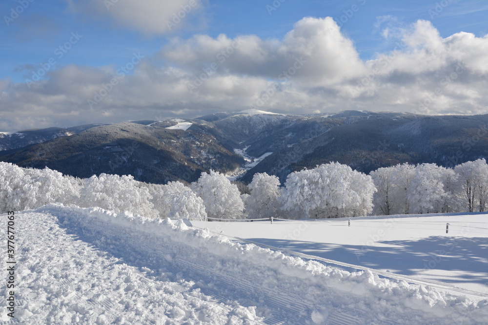 Fototapeta premium Schwarzwald im Winter
