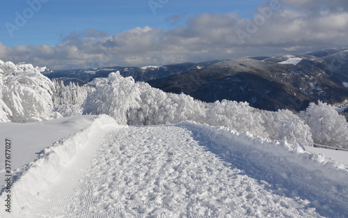 Wallpaper Mural Schwarzwald im Winter Torontodigital.ca