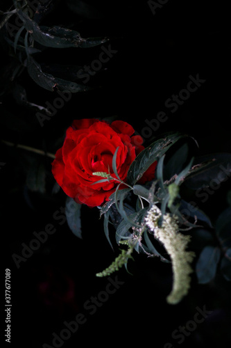 Rosa