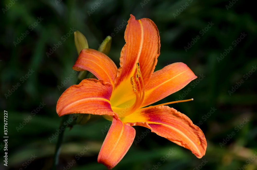 Yellow flowers of Madonna Lily or Lilium candidum on blurred green background, Sofia, Bulgaria Yellow flowers of Madonna Lily or Lilium candidum on blurred green background, Sofia, Bulgaria