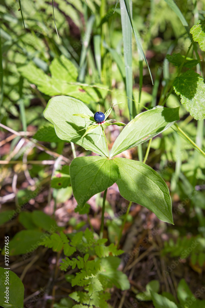 Dangerous poisonous raven eye berry grows in the wild forest Dangerous poisonous raven eye berry grows in the wild forest