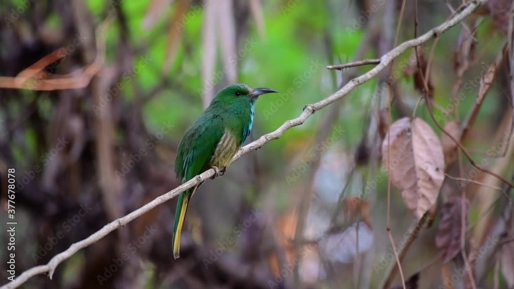 The Blue-bearded Bee-eater is found in the Malayan peninsula including Thailand at particular forest clearings; it has a loud barking call and an extended blue beard-like feathers under its throat. The Blue-bearded Bee-eater is found in the Malayan peninsula including Thailand at particular forest clearings; it has a loud barking call and an extended blue beard-like feathers under its throat.