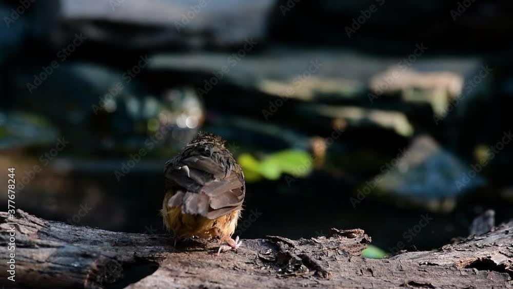 The Abbot’s Babbler is found in the Himalayas to South Asia and the Southeast Asia; in Thailand they are found in the forests foraging in dense undergrowth near the ground. The Abbot’s Babbler is found in the Himalayas to South Asia and the Southeast Asia; in Thailand they are found in the forests foraging in dense undergrowth near the ground.