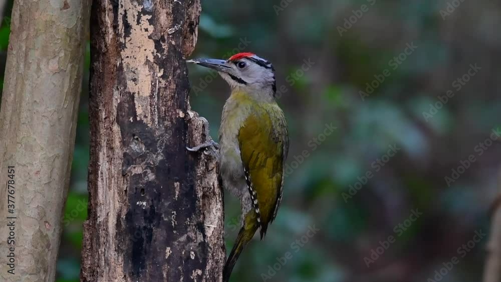 The Grey-headed Woodpecker is also called the Grey-faced woodpecker is found in a lot of national parks in Thailand and it is very particular in choosing its habitat in order for it to thrive.