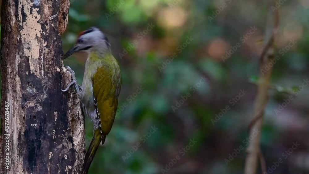 The Grey-headed Woodpecker is also called the Grey-faced woodpecker is found in a lot of national parks in Thailand and it is very particular in choosing its habitat in order for it to thrive. The Grey-headed Woodpecker is also called the Grey-faced woodpecker is found in a lot of national parks in Thailand and it is very particular in choosing its habitat in order for it to thrive.