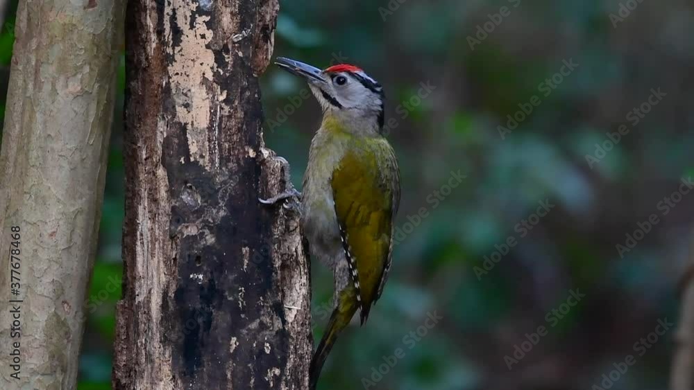 The Grey-headed Woodpecker is also called the Grey-faced woodpecker is found in a lot of national parks in Thailand and it is very particular in choosing its habitat in order for it to thrive. The Grey-headed Woodpecker is also called the Grey-faced woodpecker is found in a lot of national parks in Thailand and it is very particular in choosing its habitat in order for it to thrive.