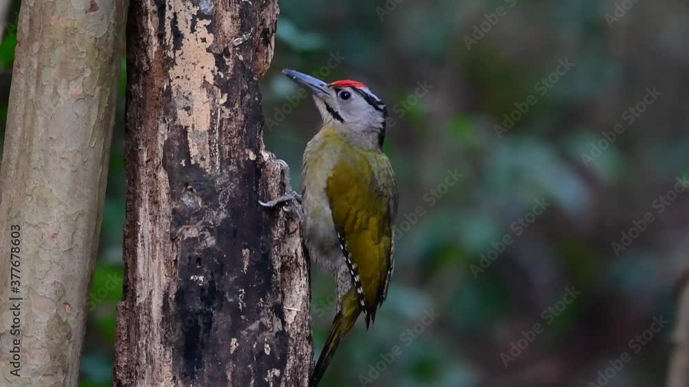 The Grey-headed Woodpecker is also called the Grey-faced woodpecker is found in a lot of national parks in Thailand and it is very particular in choosing its habitat in order for it to thrive. The Grey-headed Woodpecker is also called the Grey-faced woodpecker is found in a lot of national parks in Thailand and it is very particular in choosing its habitat in order for it to thrive.