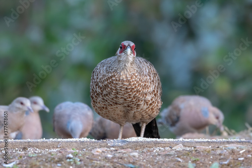 Canvas Print Female Kalij Pheasant photographed in Sattal, India
