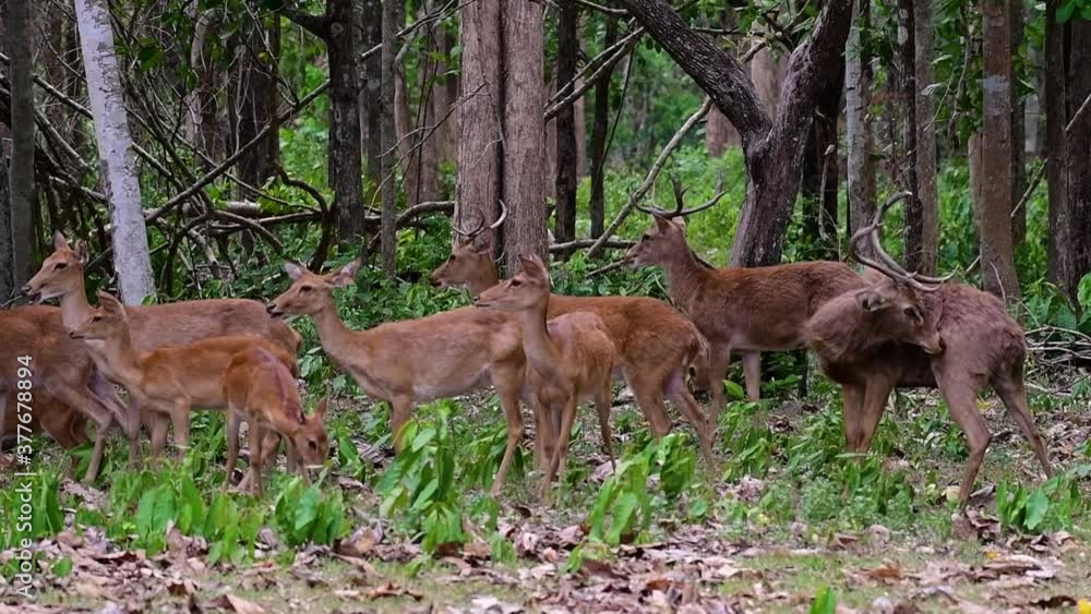 The Eld's Deer is an Endangered species due to habitat loss and hunting; friendly and approachable by a safe distance, it likes to hang around and allow people to admire its beauty. The Eld's Deer is an Endangered species due to habitat loss and hunting; friendly and approachable by a safe distance, it likes to hang around and allow people to admire its beauty.