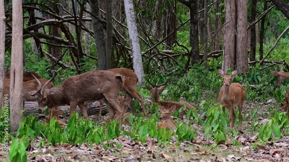 The Eld's Deer is an Endangered species due to habitat loss and hunting; friendly and approachable by a safe distance, it likes to hang around and allow people to admire its beauty. The Eld's Deer is an Endangered species due to habitat loss and hunting; friendly and approachable by a safe distance, it likes to hang around and allow people to admire its beauty.