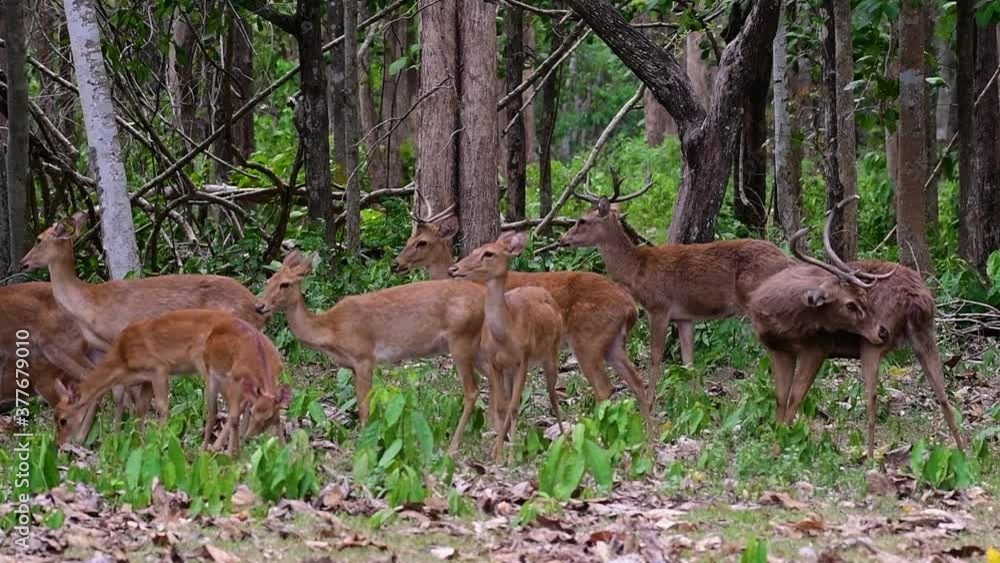 The Eld's Deer is an Endangered species due to habitat loss and hunting; friendly and approachable by a safe distance, it likes to hang around and allow people to admire its beauty. The Eld's Deer is an Endangered species due to habitat loss and hunting; friendly and approachable by a safe distance, it likes to hang around and allow people to admire its beauty.