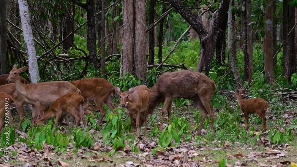 The Eld's Deer is an Endangered species due to habitat loss and hunting; friendly and approachable by a safe distance, it likes to hang around and allow people to admire its beauty.