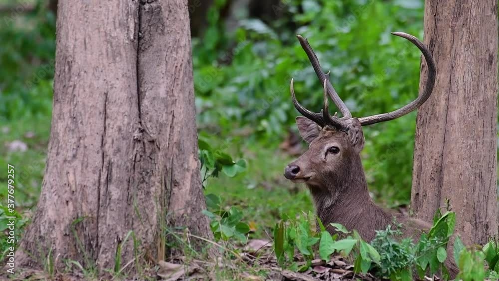 The Eld's Deer is an Endangered species due to habitat loss and hunting; friendly and approachable by a safe distance, it likes to hang around and allow people to admire its beauty. The Eld's Deer is an Endangered species due to habitat loss and hunting; friendly and approachable by a safe distance, it likes to hang around and allow people to admire its beauty.