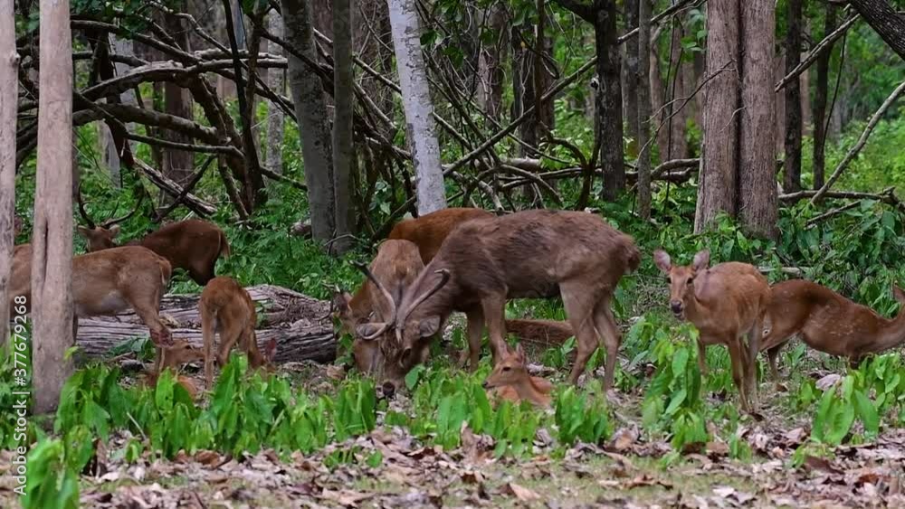 The Eld's Deer is an Endangered species due to habitat loss and hunting; friendly and approachable by a safe distance, it likes to hang around and allow people to admire its beauty. The Eld's Deer is an Endangered species due to habitat loss and hunting; friendly and approachable by a safe distance, it likes to hang around and allow people to admire its beauty.