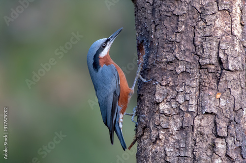 Photography Chestnut-bellied Nuthatch photographed in Sattal, India