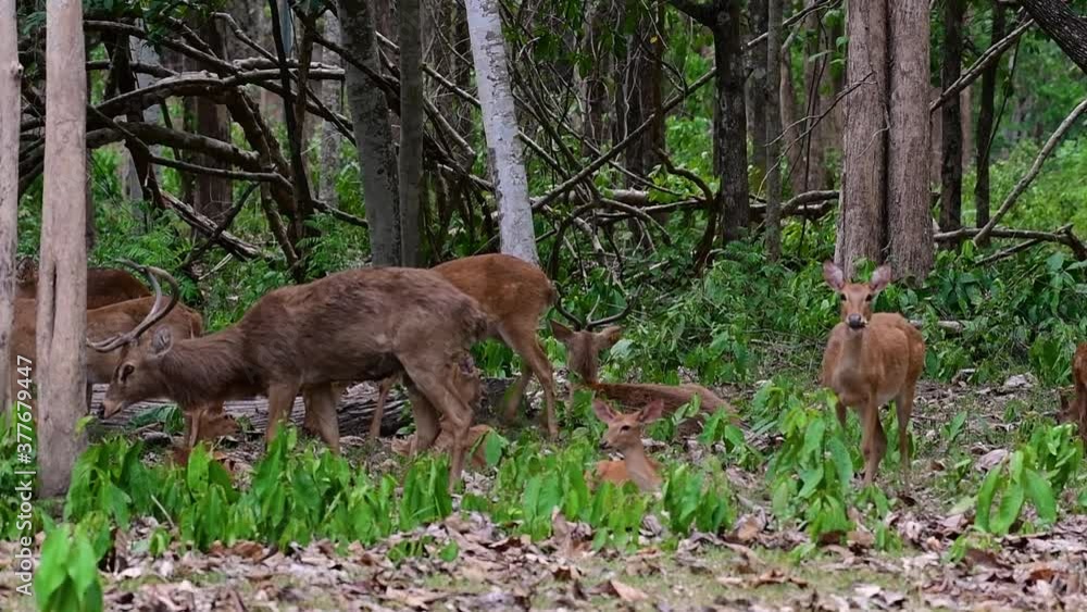 The Eld's Deer Is An Endangered Species Due To Habitat Loss And Hunting ...