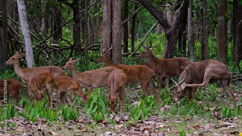 The Eld's Deer is an Endangered species due to habitat loss and hunting; friendly and approachable by a safe distance, it likes to hang around and allow people to admire its beauty. The Eld's Deer is an Endangered species due to habitat loss and hunting; friendly and approachable by a safe distance, it likes to hang around and allow people to admire its beauty.