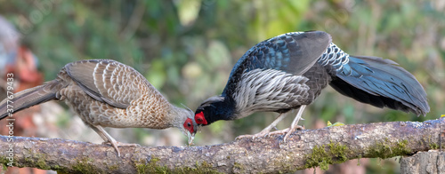 Photography Kalij Pheasant photographed in Sattal, India