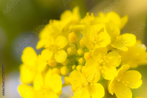 菜の花 © image360