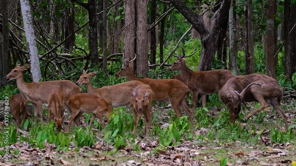 The Eld's Deer is an Endangered species due to habitat loss and hunting; friendly and approachable by a safe distance, it likes to hang around and allow people to admire its beauty. The Eld's Deer is an Endangered species due to habitat loss and hunting; friendly and approachable by a safe distance, it likes to hang around and allow people to admire its beauty.
