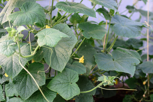 Green leaves of planted cucumbers in greenhouse.