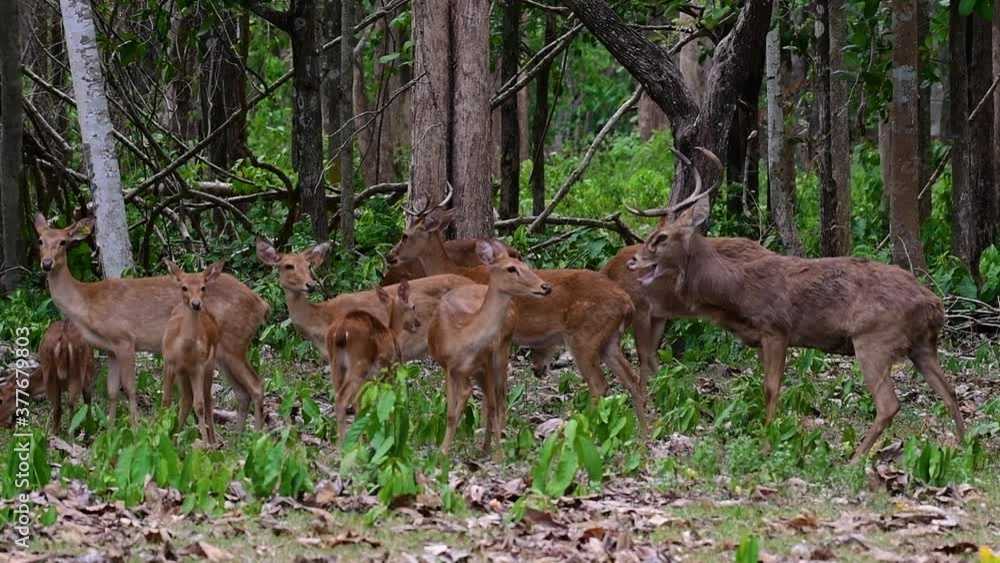 The Eld's Deer is an Endangered species due to habitat loss and hunting; friendly and approachable by a safe distance, it likes to hang around and allow people to admire its beauty. The Eld's Deer is an Endangered species due to habitat loss and hunting; friendly and approachable by a safe distance, it likes to hang around and allow people to admire its beauty.