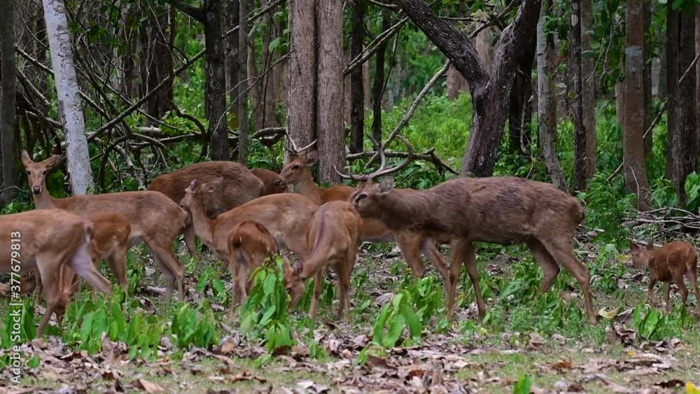 The Eld's Deer is an Endangered species due to habitat loss and hunting; friendly and approachable by a safe distance, it likes to hang around and allow people to admire its beauty. The Eld's Deer is an Endangered species due to habitat loss and hunting; friendly and approachable by a safe distance, it likes to hang around and allow people to admire its beauty.