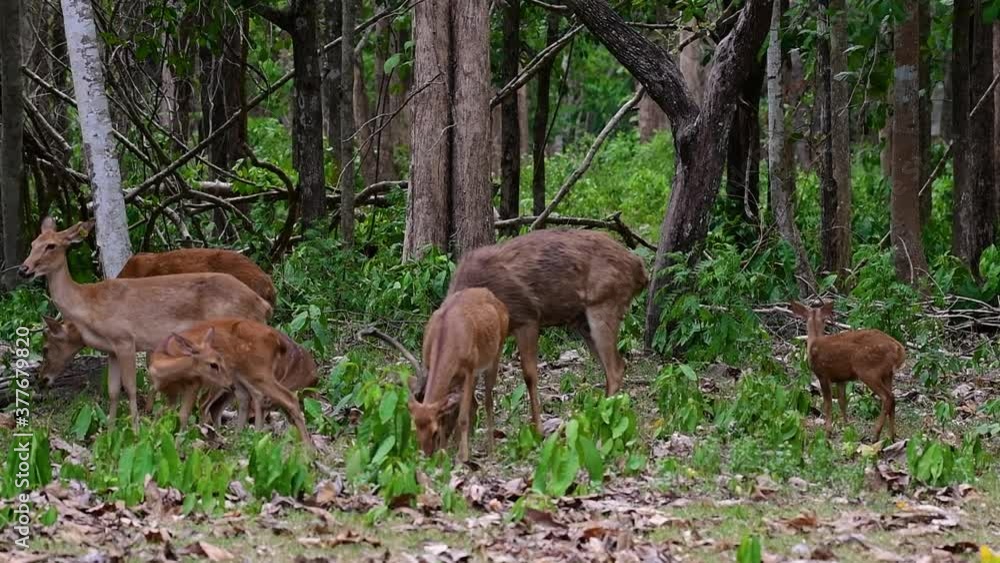 The Eld's Deer is an Endangered species due to habitat loss and hunting; friendly and approachable by a safe distance, it likes to hang around and allow people to admire its beauty. The Eld's Deer is an Endangered species due to habitat loss and hunting; friendly and approachable by a safe distance, it likes to hang around and allow people to admire its beauty.