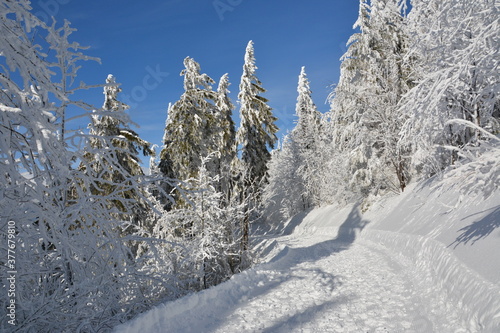 Wallpaper Mural Winterwald Torontodigital.ca