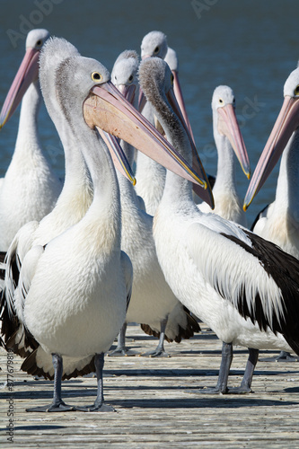 Pelican standing in front of group on a wooden landing. Portrait orientation.