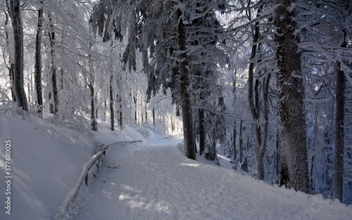 Winterwald