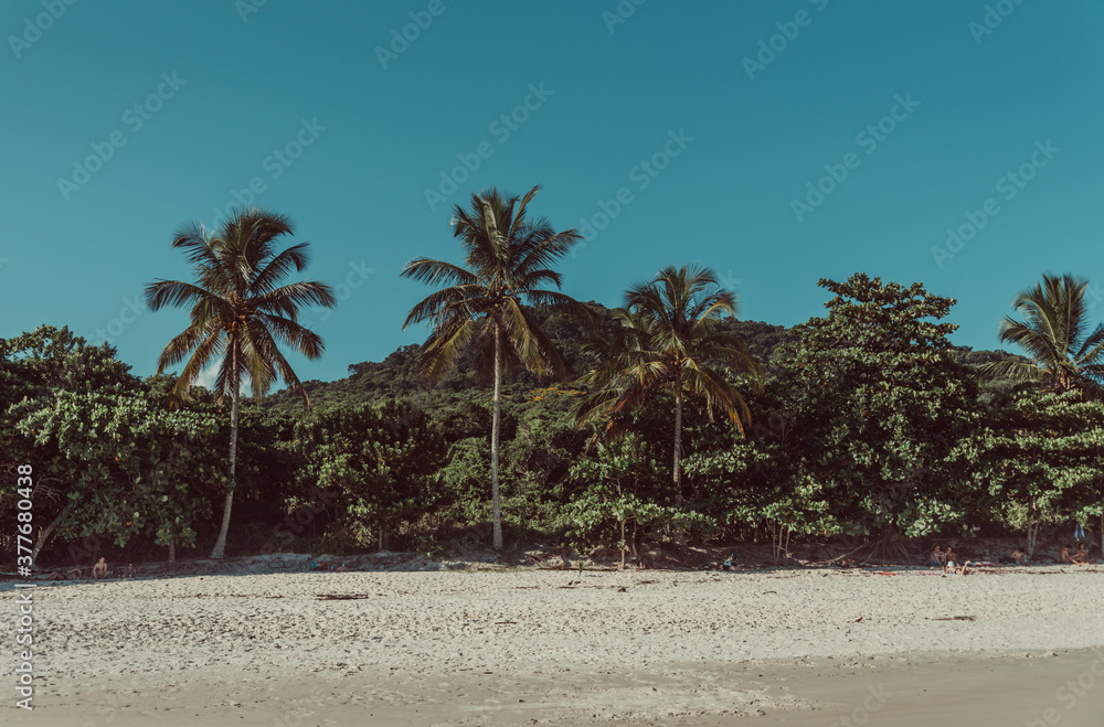 Palmeras Palmeras