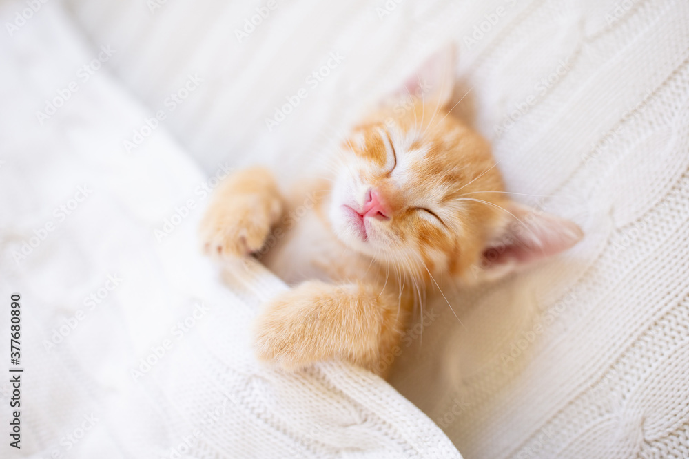 Baby cat. Ginger kitten sleeping under blanket StockFoto Adobe Stock