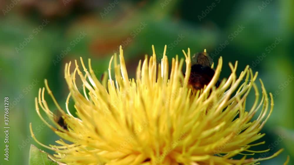 A macro close up shot of a bumble bee pollinating yellow dandelion flower . A macro close up shot of a bumble bee pollinating yellow dandelion flower .