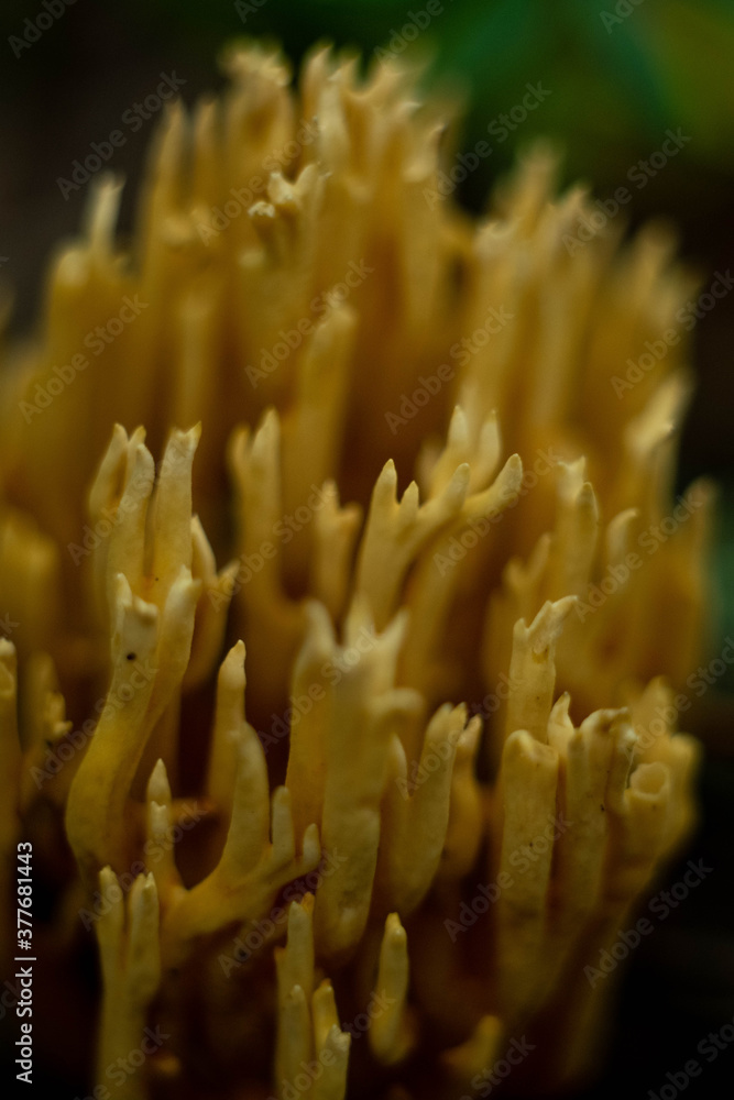 macro forest macro forest